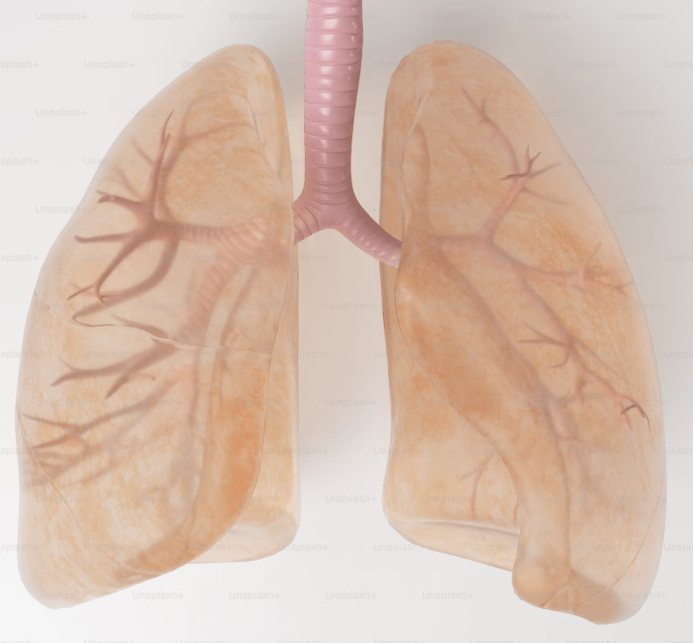 Dýchání nosem vs. dýchání pusou: Jaký je rozdíl a proč na tom&nbsp;záleží?